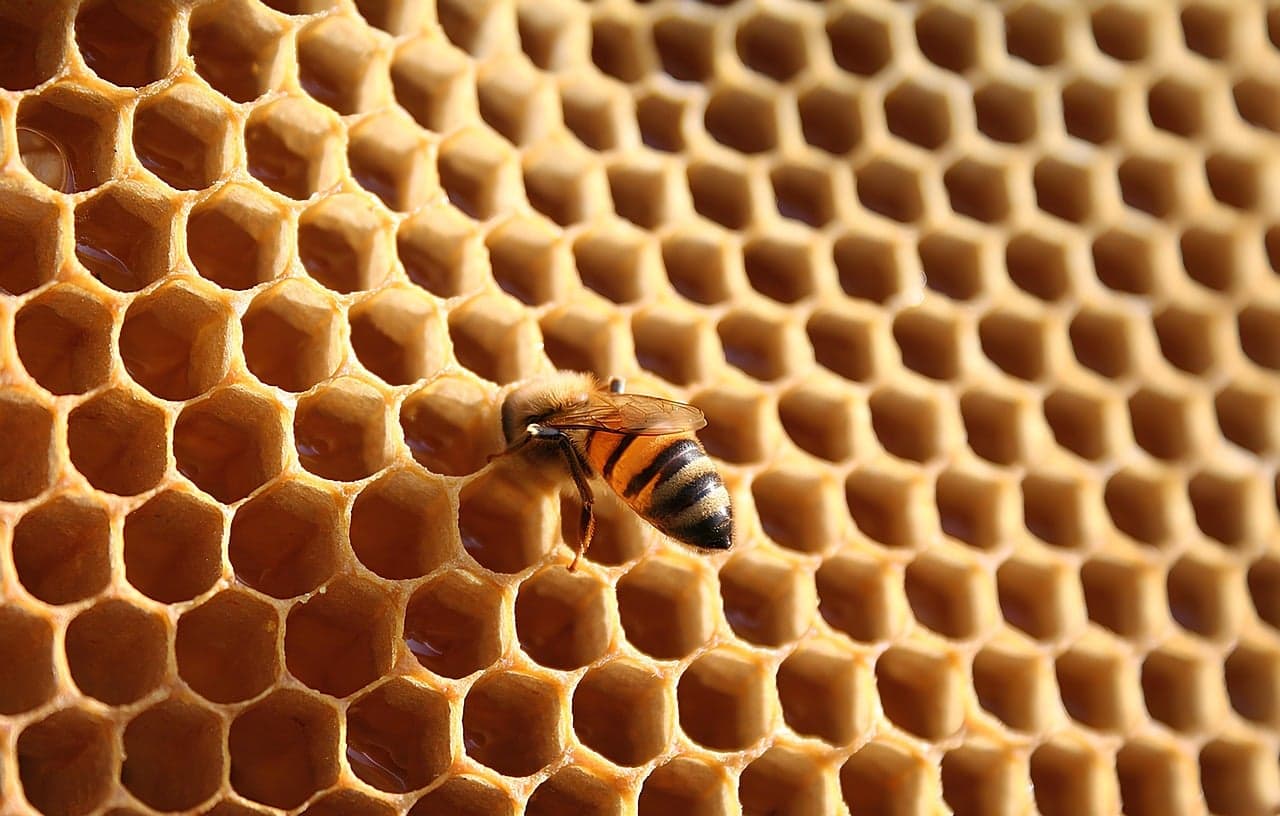 Golden honeycomb with a single bee at work